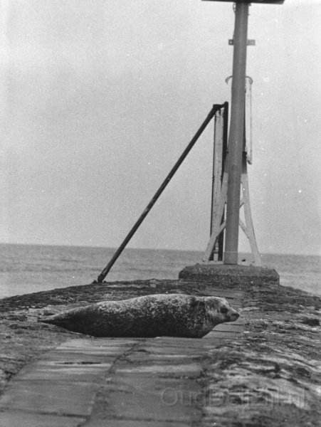 Zeehond rust uit op pier havenmond.jpg